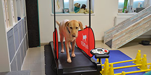 Hundephysio Ostsee
