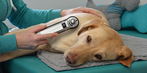 Hundephysio Ostsee
